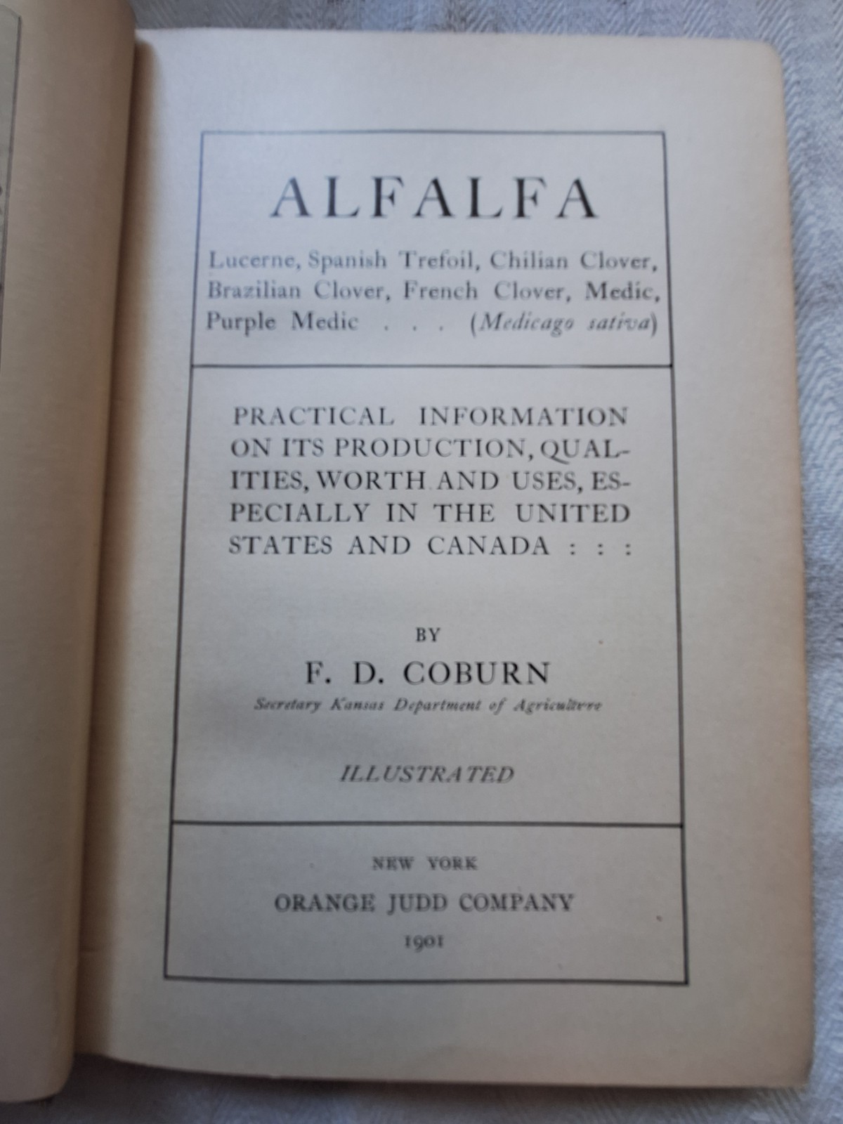 Alfalfa